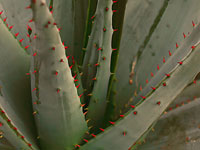 Aloe marlothii